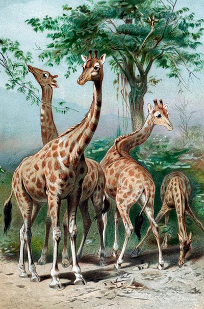 Jirafas pastando, c. 1885 de Unbekannt