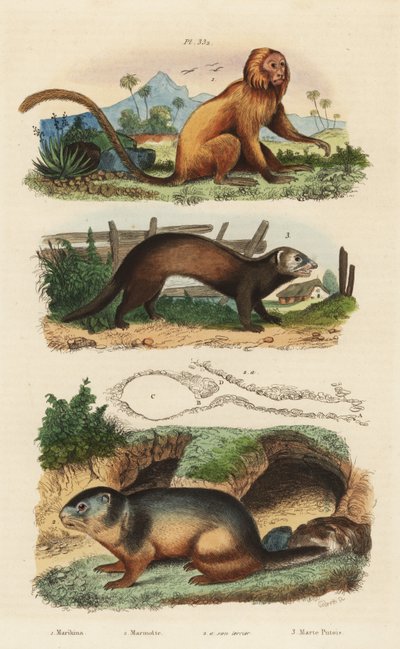 Tití león dorado, Leontopithecus rosalia, en peligro 1, marmota alpina, Marmota marmota 2 y madriguera, y hurón o turón, Mustela putorius 3 de Unbekannt