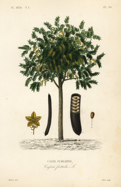 Árbol de lluvia dorada, Cassia fistula de Unbekannt