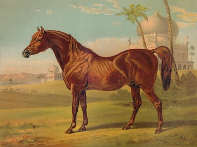 Goldie, Árabe de Alta Clase, c1879 de Unbekannt