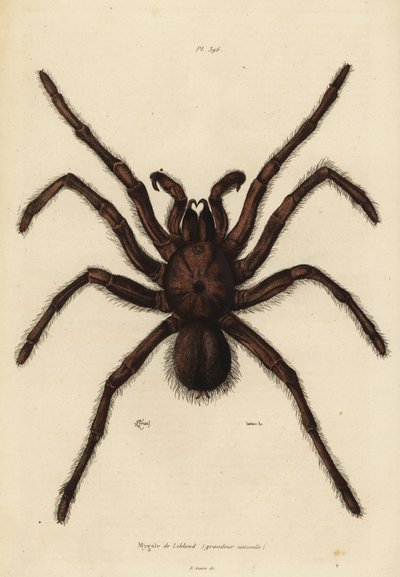 Araña Goliat comedora de aves, Theraphosa blondi de Unbekannt