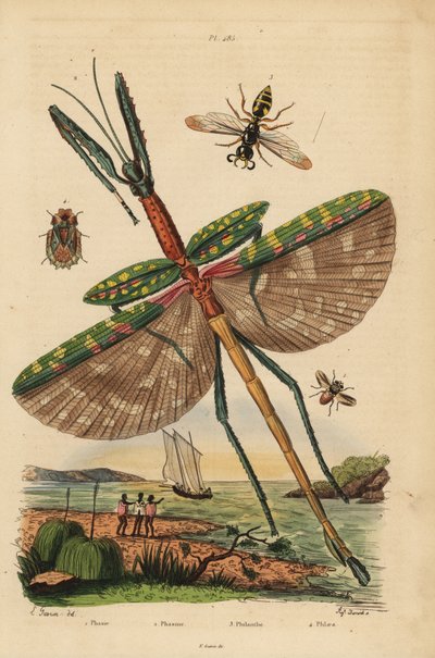 Insecto palo Goliat, Eurycnema goliath, mosca, especie Phasia, avispa asesina de abejas, Philanthus triangulum, chinche de corteza, Phloea corticata de Unbekannt