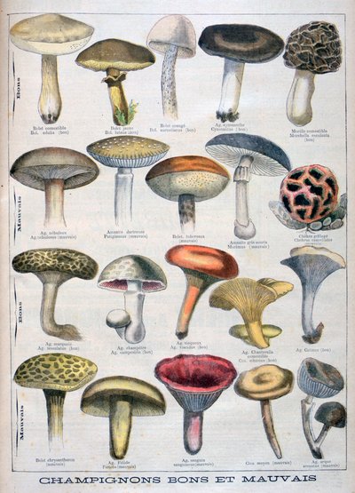 Hongos buenos y malos, 1896 de Unbekannt