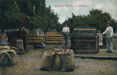 Clasificación de nueces en California, c1910s de Unbekannt