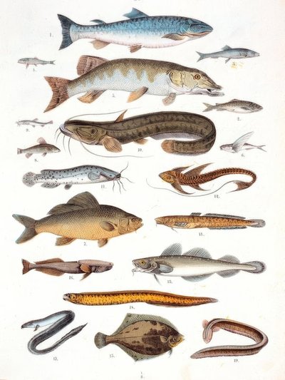 Peces óseos y aletas blandas de Unbekannt
