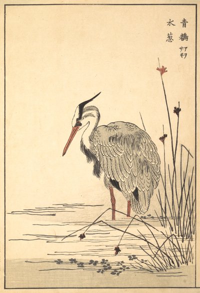 Garza gris Aosagi y planta Mizu-aoi de Unbekannt