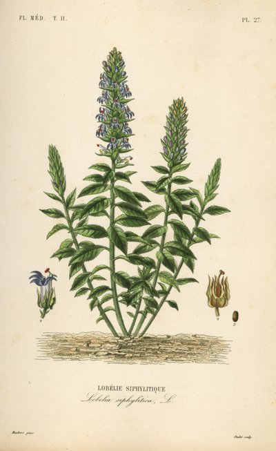 Lobelia azul grande, Lobelia siphilitica de Unbekannt