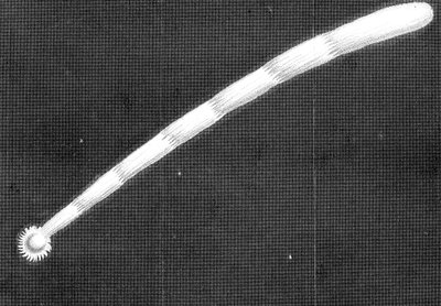 Gran cometa de 1680 Kirch como apareció al acercarse al Sol de Unbekannt