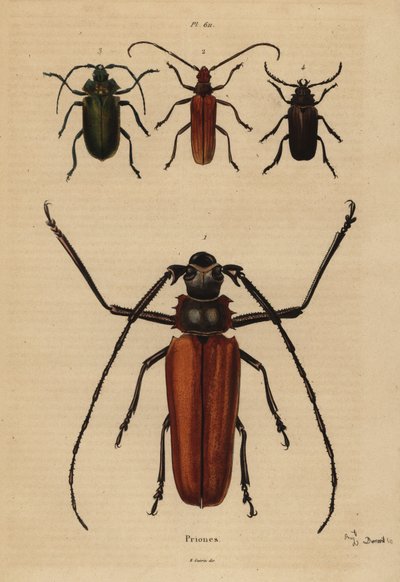 Escarabajo de cuernos largos, Aegosoma scabricorne, Pyrodes nitidus y Prionus desmaretii de Unbekannt