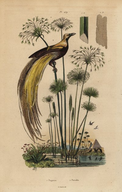Ave del paraíso mayor, Paradisaea apoda, y hierba de papiro, Cyperus papyrus de Unbekannt