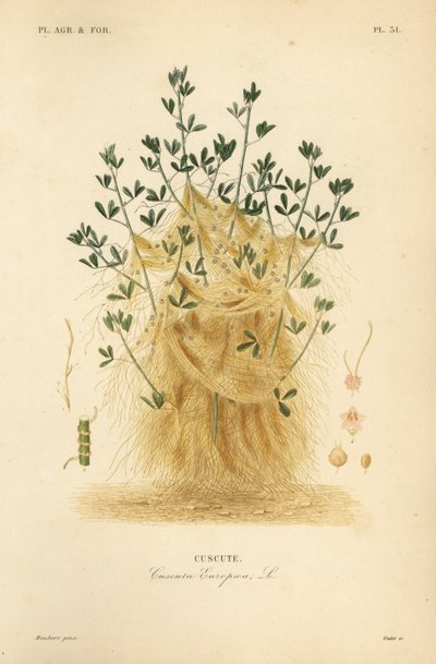 Cuscuta mayor o cuscuta europea de Unbekannt