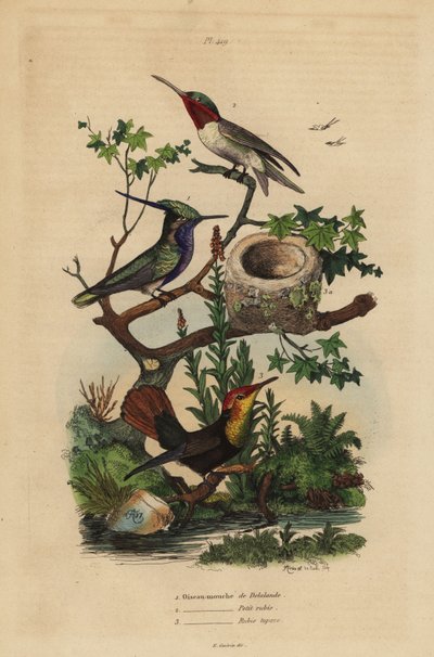 Colibrí de cresta verde, Stephanoxis lalandi, colibrí de garganta rubí, Archilochus colubris, y colibrí de rubí-topacio y nido, Chrysolampis mosquitus de Unbekannt