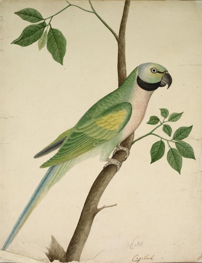 Loro verde, c. 1820 de Unbekannt