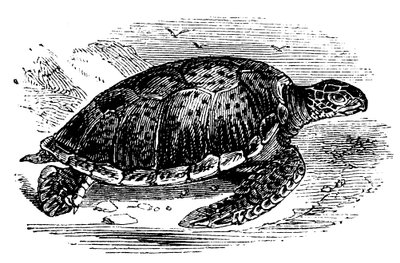 Tortuga verde Chelone mydas, c1890 de Unbekannt