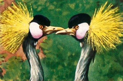 Grullas coronadas grises, c1928 de Unbekannt