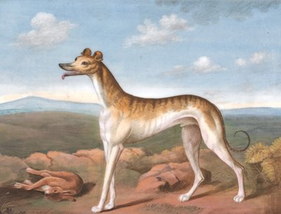 Galgo: mirando a la izquierda, con una liebre muerta a sus pies, ca. 1805 de Unbekannt