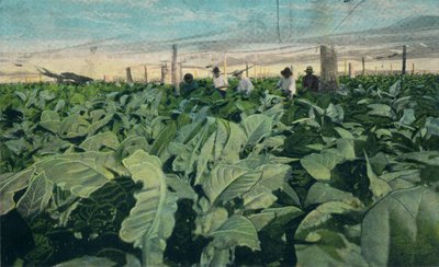 Cultivo de tabaco, Cuba, 1909 de Unbekannt