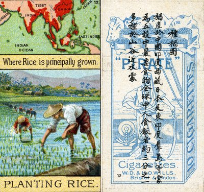 Cultivo y plantación de arroz, de la serie de tarjetas de cigarrillos 