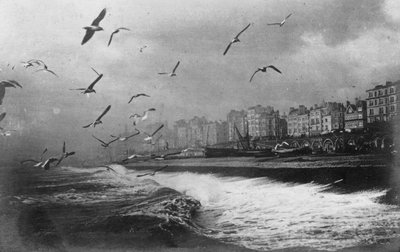 Gaviotas en Brighton, East Sussex, principios del siglo XX de Unbekannt