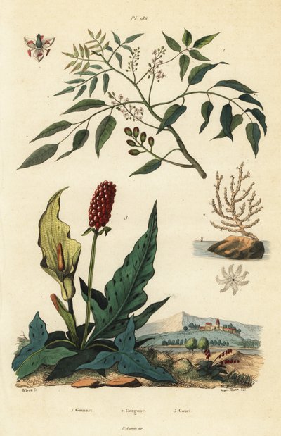 Gumbo-limbo, Bursera simaruba 1, abanico de mar o gorgonia verrugosa, Eunicella verrucosa 2, y arum manchado, Arum maculatum 3, Gomart, Gorgone, Gouet de Unbekannt