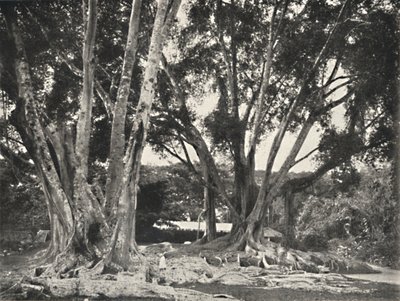 Gummibaume Ficus elastica, 1926 de Unbekannt