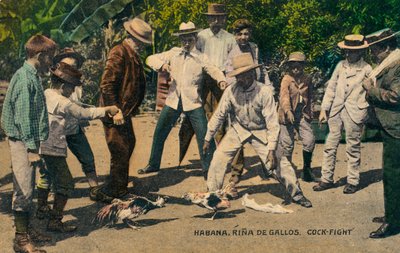 Habana. Rina de Gallos. Pelea de gallos, c.1900s de Unbekannt