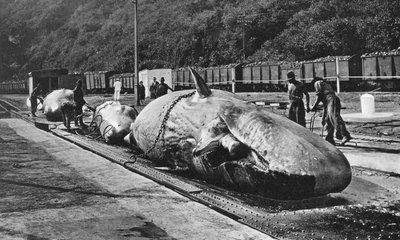 Manejo de ballenas en el Bluff, Durban, Sudáfrica de Unbekannt
