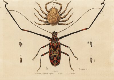Escarabajo arlequín, Acrocinus longimanus, cangrejo araña europeo, Maja squinado, Macrope (arlequín de Cayena), maia, maillots de Unbekannt