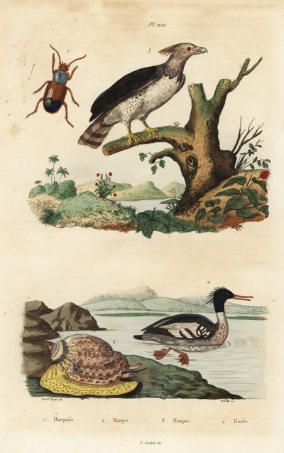 Águila harpía, Harpia harpyja 3, merganser brasileño, Mergus octosetaceus, en peligro crítico 4, escarabajo Harpalus 1, y caracol harp, Harpa major 2. Harpale, harpe, harpie, harle de Unbekannt