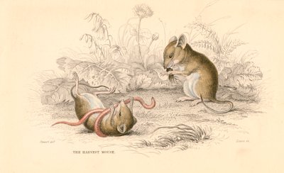Ratón de cosecha Micromys minutus del Viejo Mundo, 1828 de Unbekannt