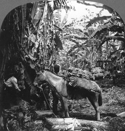 Cosecha de plátanos, Costa Rica de Unbekannt