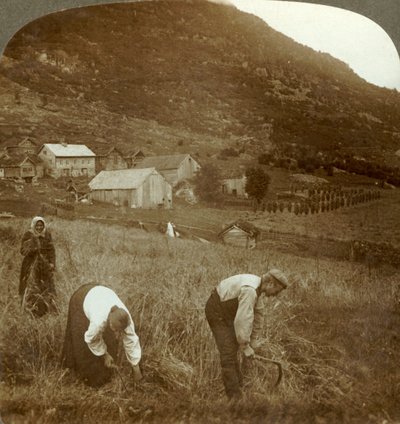 Cosecha de cebada en una granja de Mindresunde en el valle cerca de Olden, Noruega, c. 1905 de Unbekannt