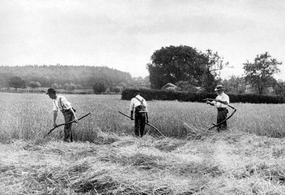 Cosechando heno, 1926 de Unbekannt