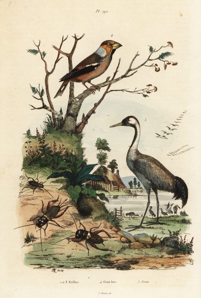 Picogordo, Coccothraustes coccothraustes 2, grulla común, Grus grus 3, y grillos, Gryllus campestris 1 de Unbekannt