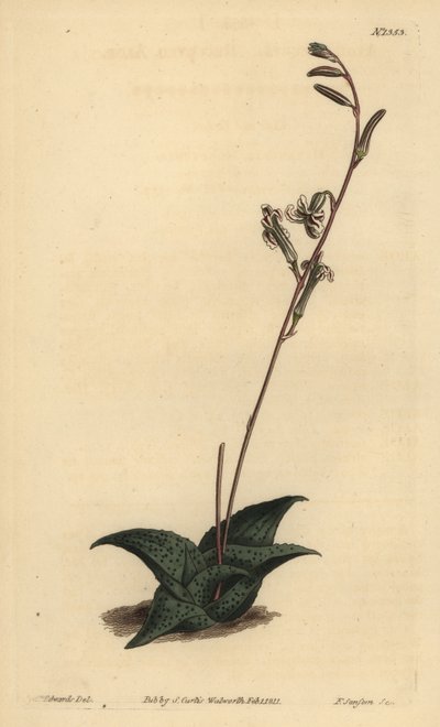 Haworthia venosa (Aloe recurvado, Aloe recurva) de Unbekannt