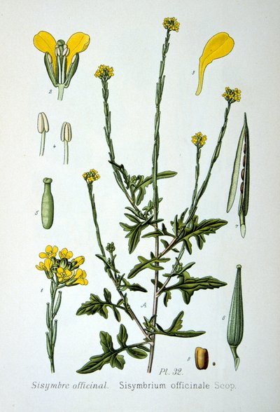 Mostaza de seto, 1893 de Unbekannt