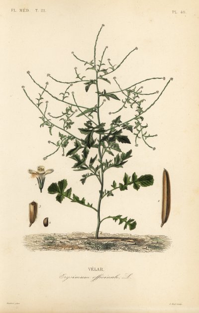 Mostaza de seto, Sisymbrium officinale de Unbekannt