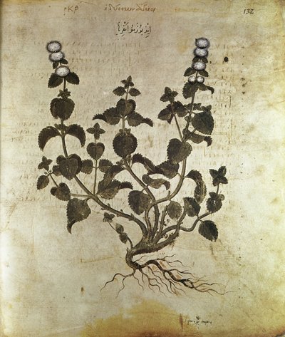 Herbarios Menta, siglo VI de Unbekannt