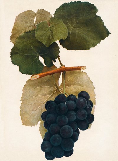 Herbert, 1908 de Unbekannt