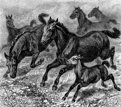 Manada de Tarpán, 1893 de Unbekannt