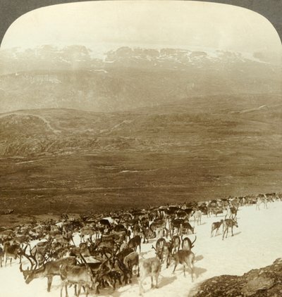 Manada de renos de las tierras salvajes del norte y las alturas nevadas del glaciar Hardanger, Noruega, c1905 de Unbekannt
