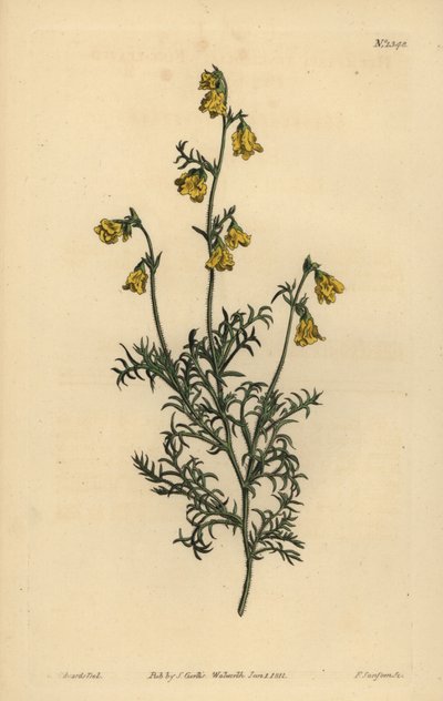 Hermannia confusa (Hermannia de hojas finas, Hermannia tenuifolia) de Unbekannt