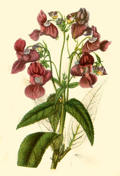 Bálsamo del Himalaya: Impatiens Glandulifera, 1840, 1944 de Unbekannt