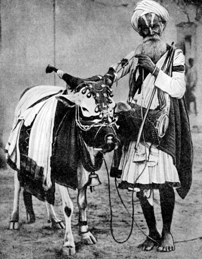 Vaca hindú con vaca sagrada, India, 1936 de Unbekannt