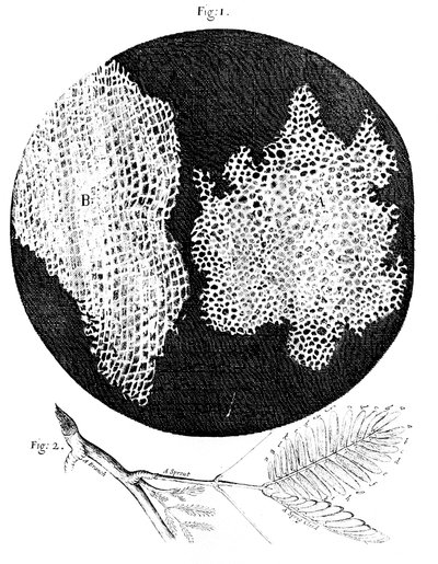Observaciones de Hooke sobre la estructura celular del corcho y una ramita de planta sensible, 1665 de Unbekannt