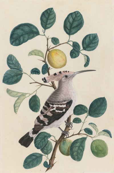 Abubilla en una rama de árbol de cítricos, c. 1800 de Unbekannt