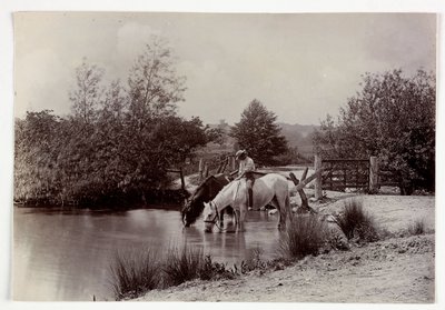 Caballos bebiendo en un estanque, c 1890 de Unbekannt