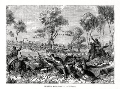 Caza de canguros, Australia, 1877 de Unbekannt