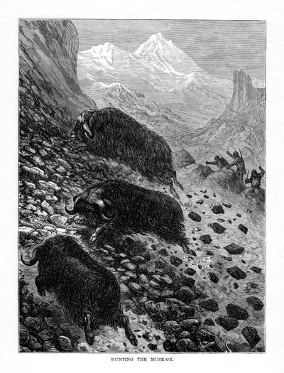 Cazando el buey almizclero, 1877 de Unbekannt