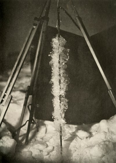 Cristales de hielo formados en la línea de una trampa para peces, c1908, 1909 de Unbekannt